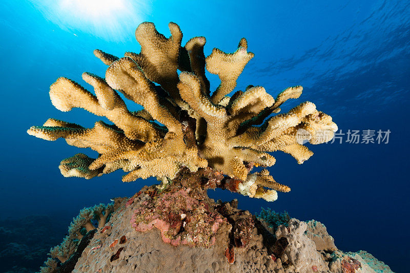 美丽的珊瑚Pocillopora eydouxi或woodjonesi在明亮的阳光，帕劳，密克罗尼西亚